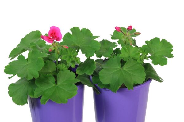PELARGONIUM TWOINONE HOT PINK SPLASH