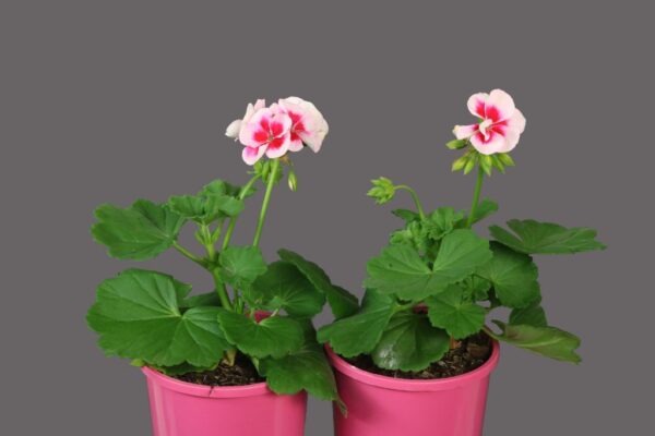 Pelargonium TWOinONE White Splash