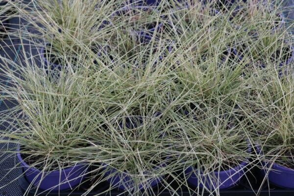 Pennisetum Pennstripe PAV300