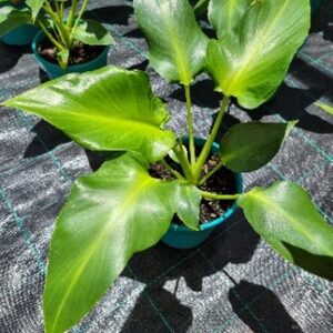 PHILODENDRON SOWS EAR