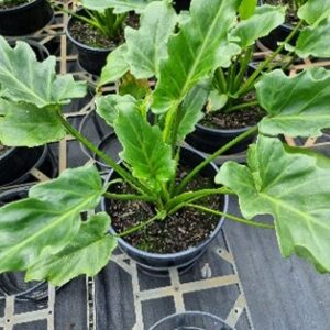 PHILODENDRON XANADU