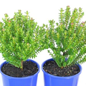 PIMELEA FERRUGINEA