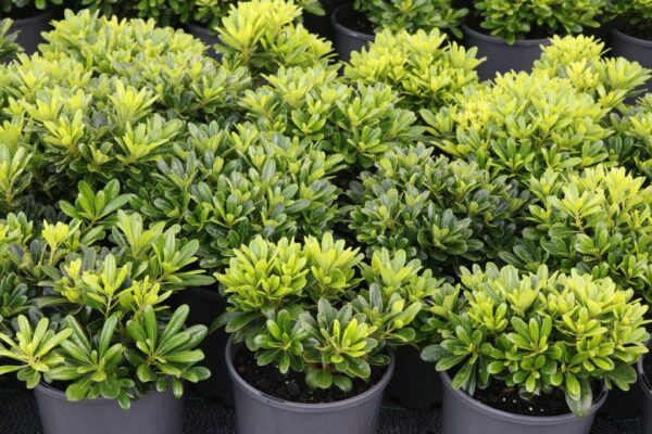 PITTOSPORUM MISS MUFFETT