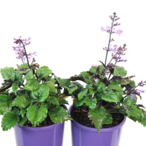 PLECTRANTHUS MONA LAVENDER