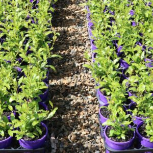 PLUMBAGO ROYAL CAPE