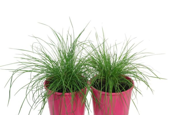 Poa Kingsdale PP500