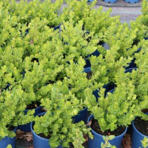 POLYGALA X OPPOSITIFOLIA LITTLE POLLY