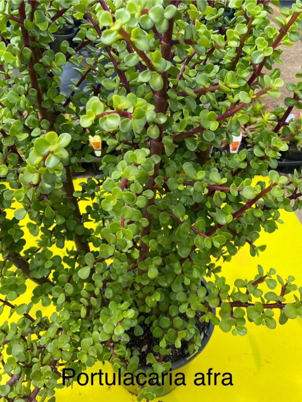 PORTULACARIA AFRA
