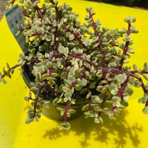 PORTULACARIA AFRA VARIEGATA