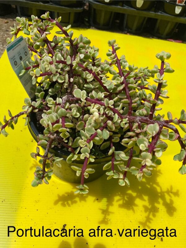 PORTULACARIA AFRA VARIEGATA