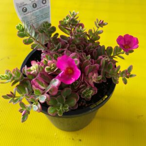 PORTULACA HANNA MISTERIA