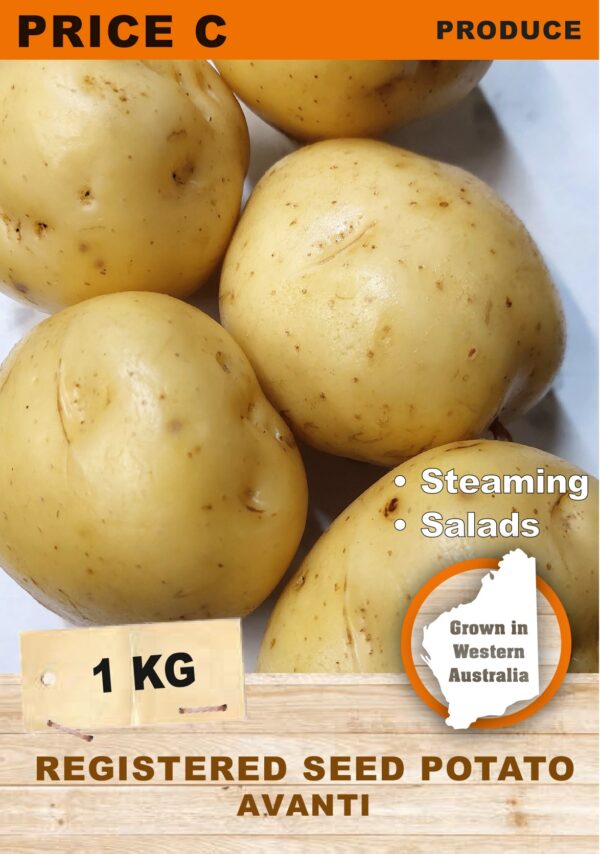 SEED POTATO - AVANTI