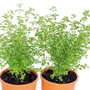PROSTANTHERA INCISA (TB NATIVE THYME)