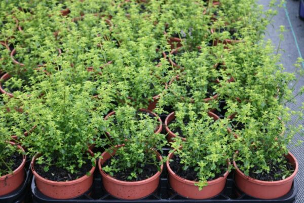 PROSTANTHERA MINTY