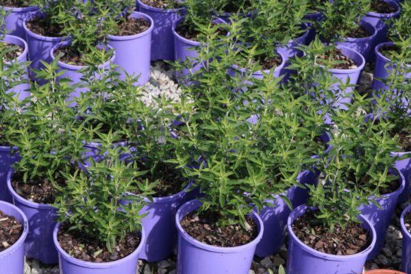 PROSTANTHERA OVALIFOLIA COMPACTA