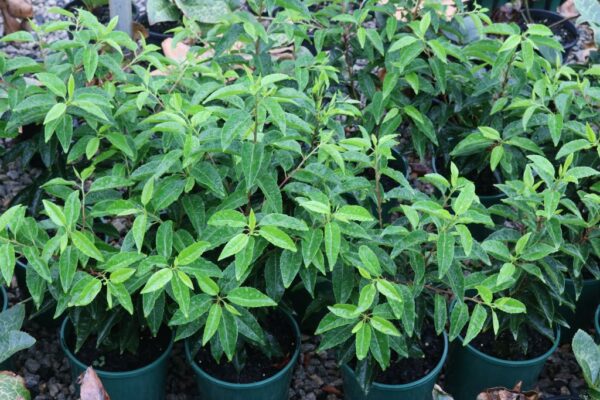PRUNUS LUSITANICA
