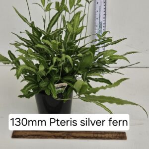PTERIS SILVER FERN