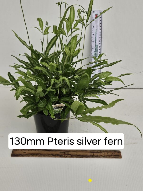 PTERIS SILVER FERN