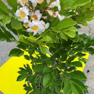 RADERMACHERA SUMMERSCENT