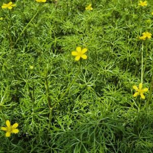 RANUNCULUS INUDATUS