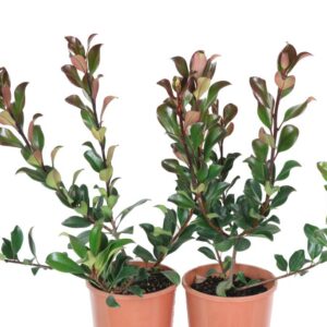 Rhaphiolepis indica Hot Tips