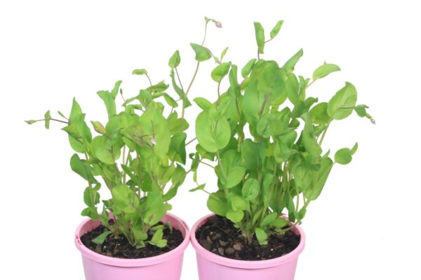 RHODANTHE MANGLESII