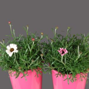 RHODANTHEMUM AFRICAN EYES PINK & WHITE IB009-04