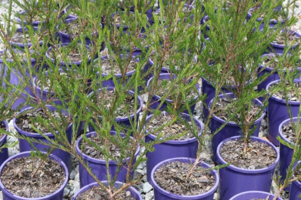 RICINOCARPUS TUBERCULATUS