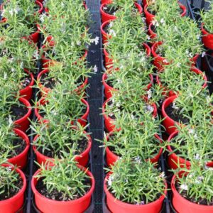 ROSMARINUS OFFICINALIS PROSTRATUS