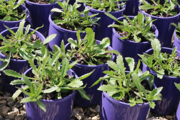 SCAEVOLA AUSSIE SALUTE