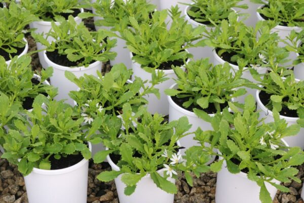 SCAEVOLA BONDI WHITE