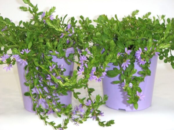 SCAEVOLA HUMILIS PURPLE FUSION