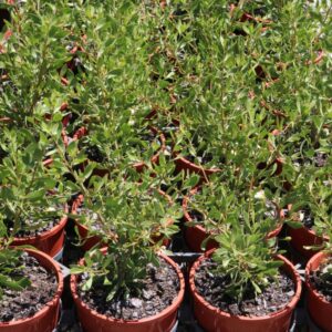 SCAEVOLA SPINESCENS (TB MAROON BUSH)