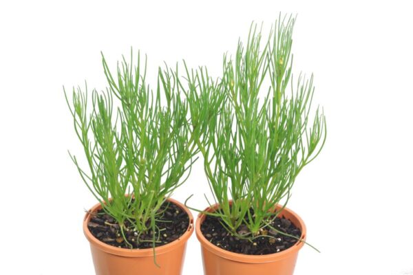 SCHOENIA FILIFOLIA EVERLASTING