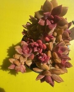 SEDUM BRONZE DELIGHT