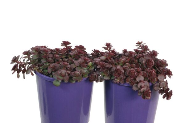 SEDUM CHOCOLATE BLOB