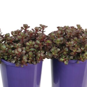 SEDUM CHOCOLATE BLOB