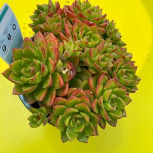 SEDUM CLAVATUM