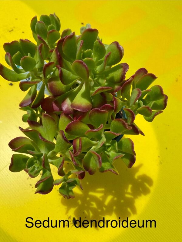 SEDUM DENDROIDEUM