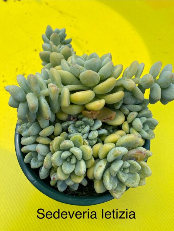 SEDEVERIA LETIZIA