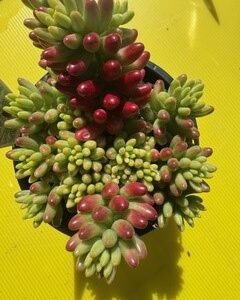 SEDUM PINK JELLY BEAN