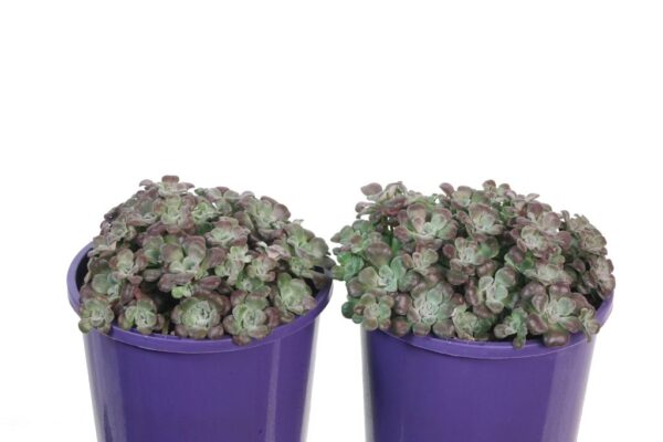 SEDUM PURPLE BLOB