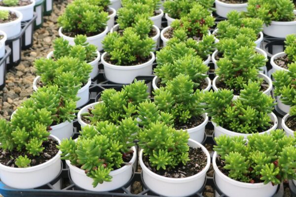 SEDUM RUBROTINCTUM