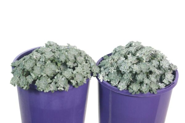 SEDUM SILVER BLOB