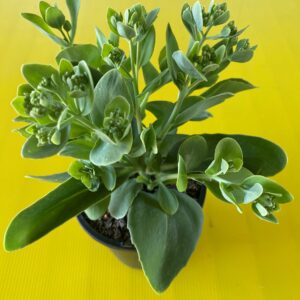 SEDUM AUTUMN JOY