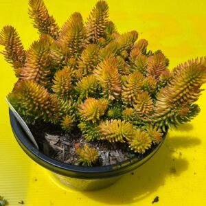 SEDUM GOLD MOUND