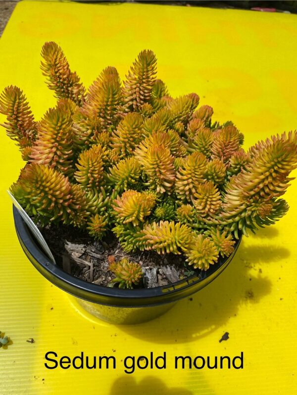 SEDUM GOLD MOUND