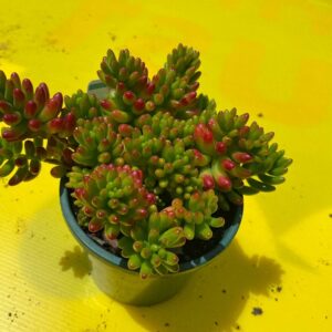 SEDUM SP.JELLY BEANS