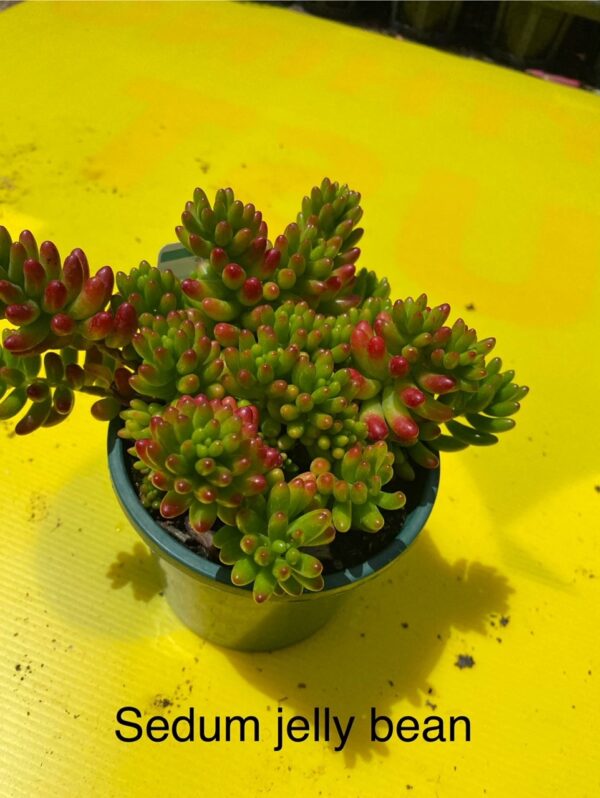SEDUM SP.JELLY BEANS