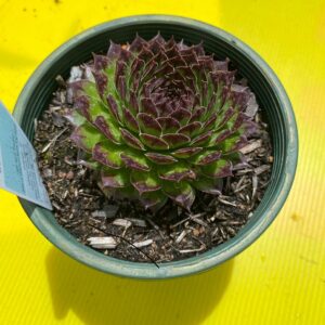 SEMPERVIVUM APPLETINI